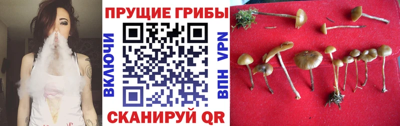 Псилоцибиновые грибы прущие грибы  Туапсе 